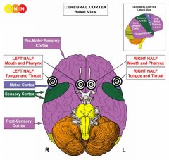 M_Mouth_Pharynx_Surface_Cortex_EN